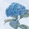 Blue Hydrangea IV Poster Print by Beth Grove - Item # VARPDX21477